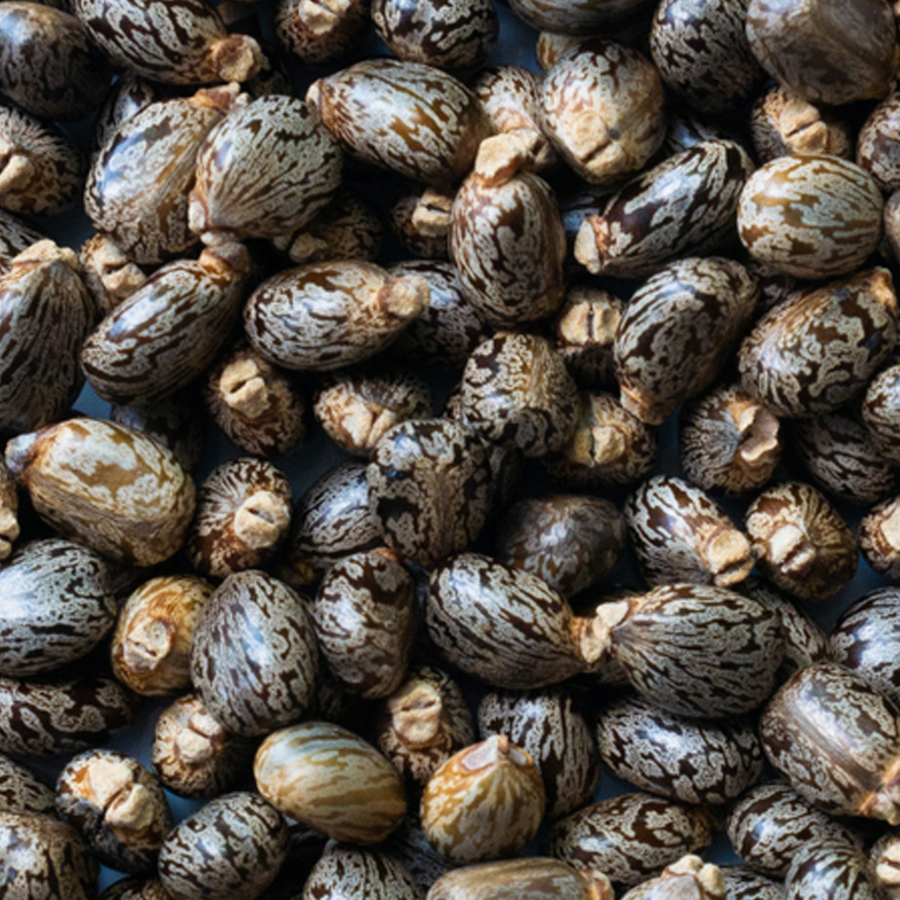 Castor Oil