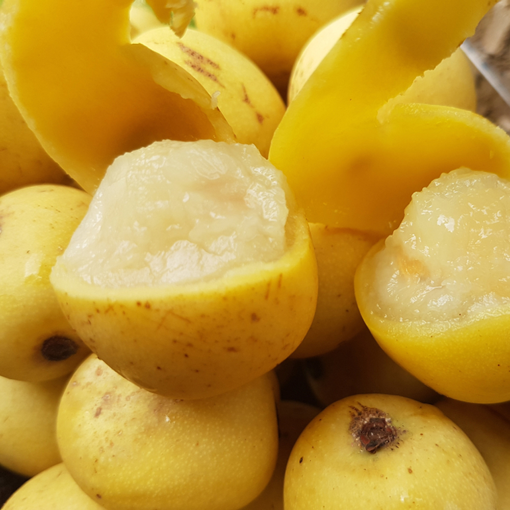 Marula