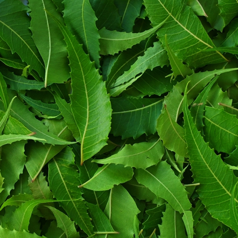 Neem