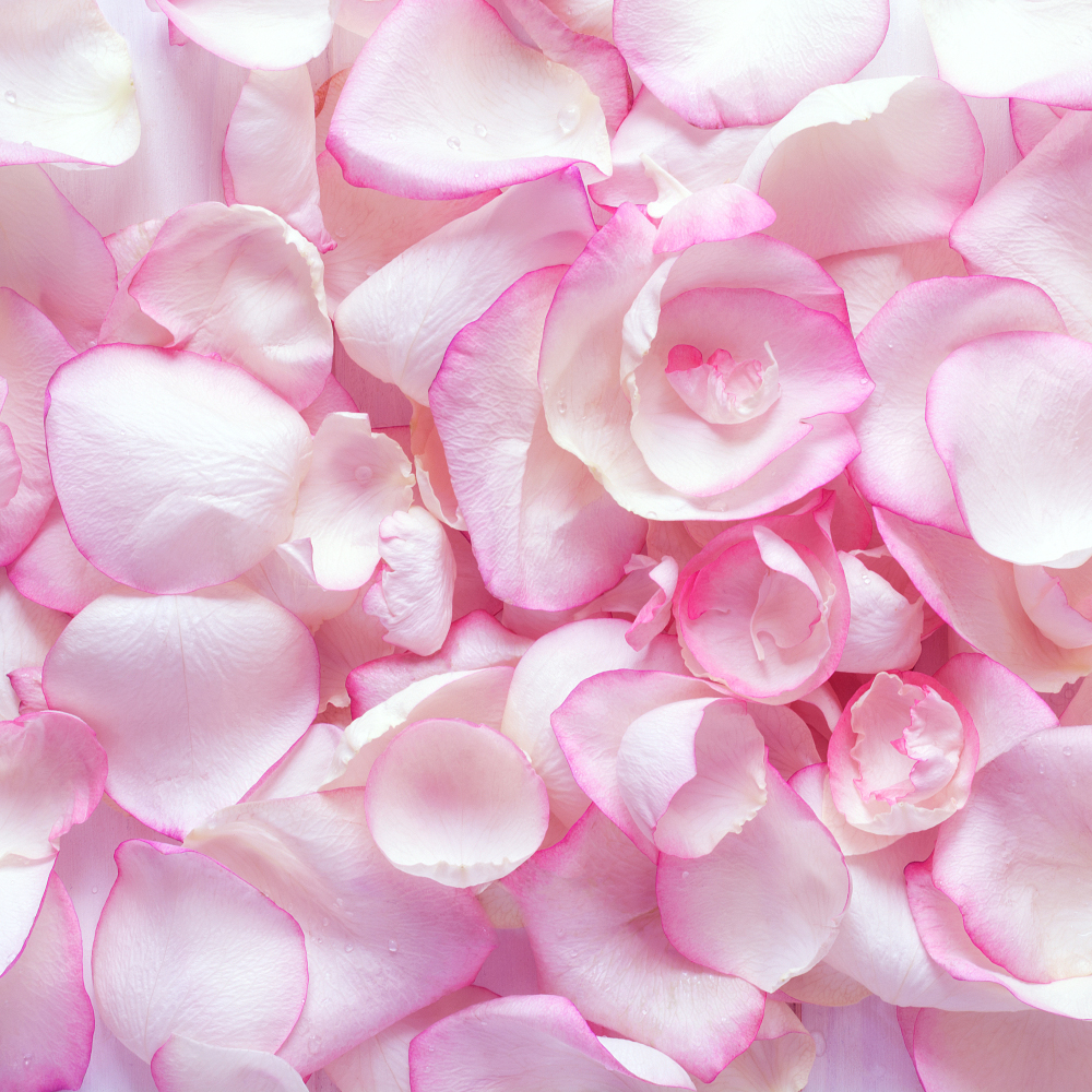 Rose Petals